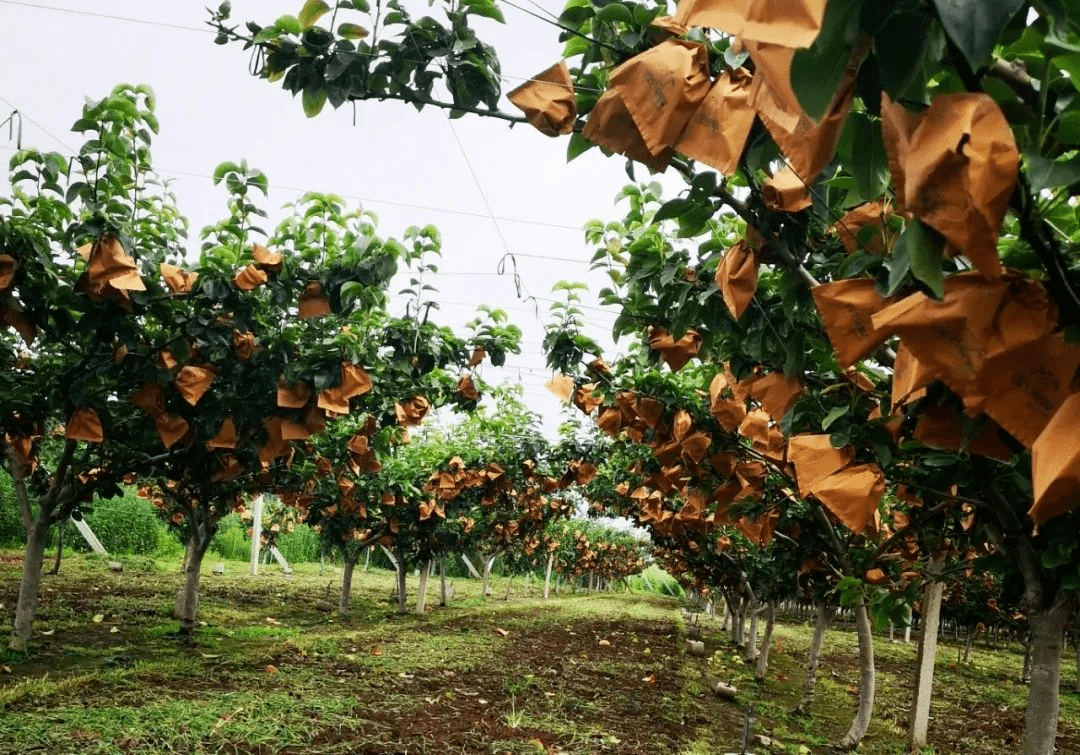香个梨啦:传承古法,呵护自然,打造独特梨果_种植_进行_莱阳