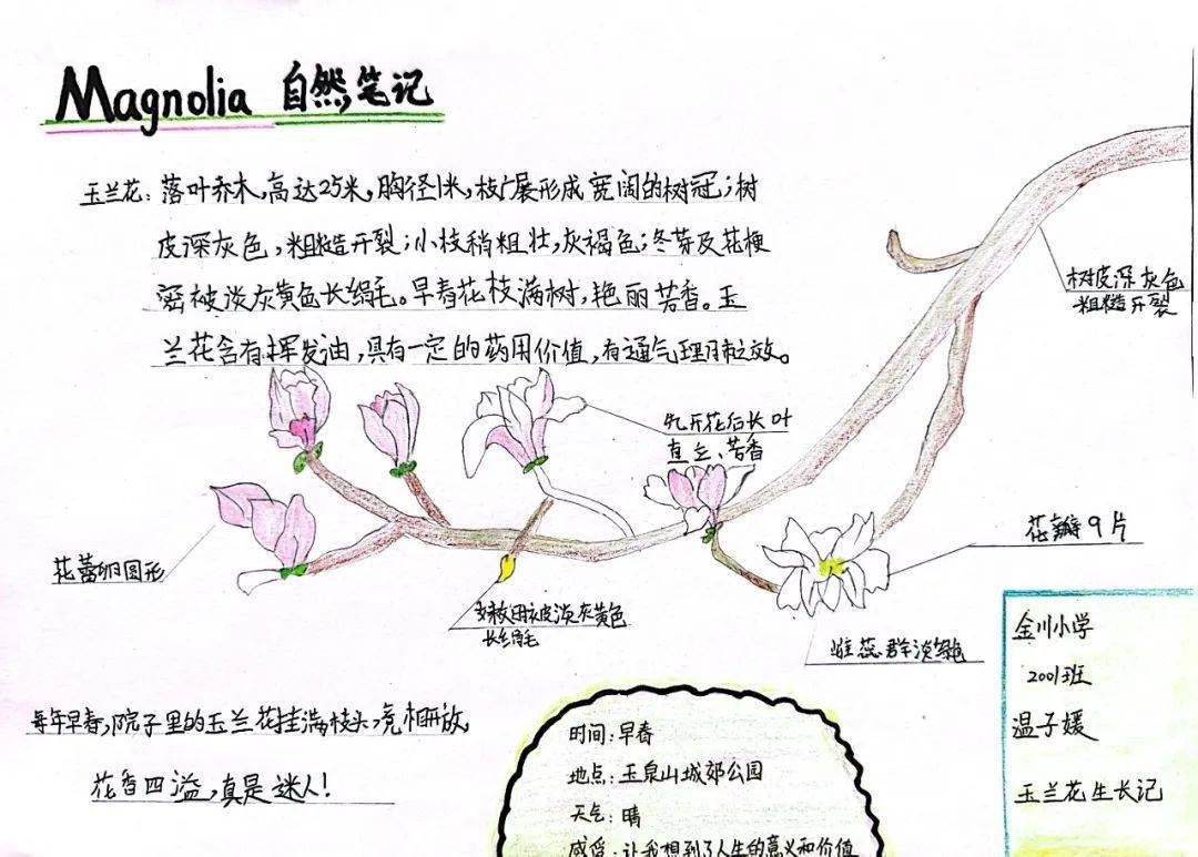 茉莉花自然笔记图片