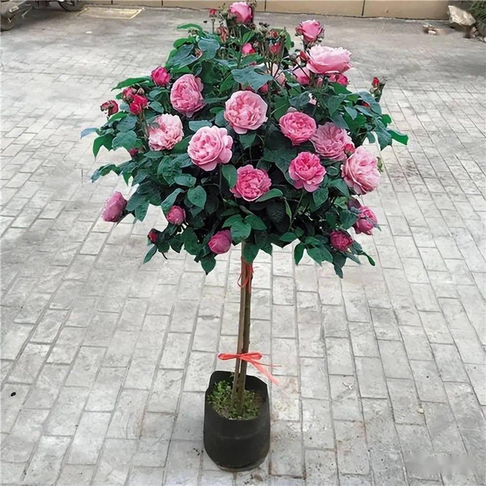 手把手教你养好棒棒糖月季,一盆入镜,四季如春