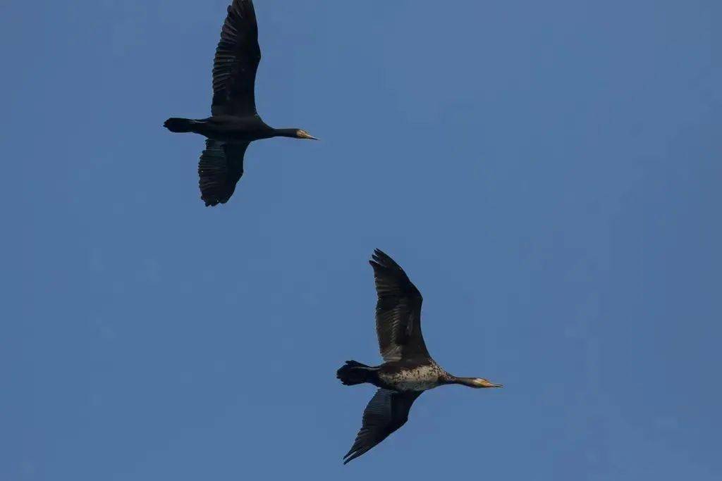 活动招募 | 来同里湿地,赴一场与候鸟的约定~_公园_国家_鸟类
