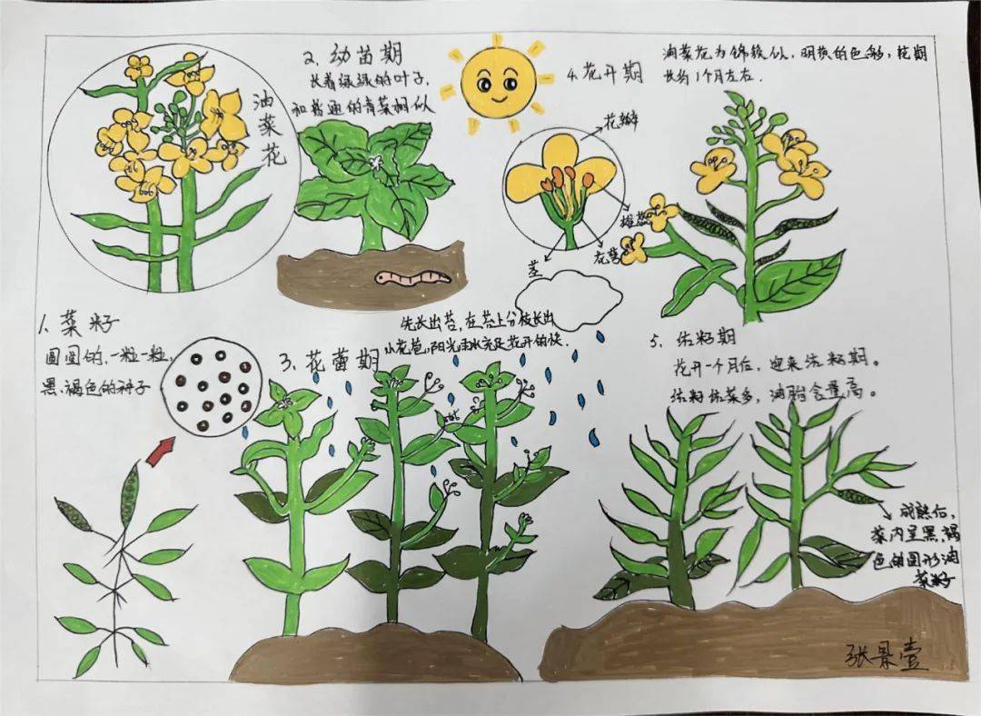 油菜花的生长过程记录图片