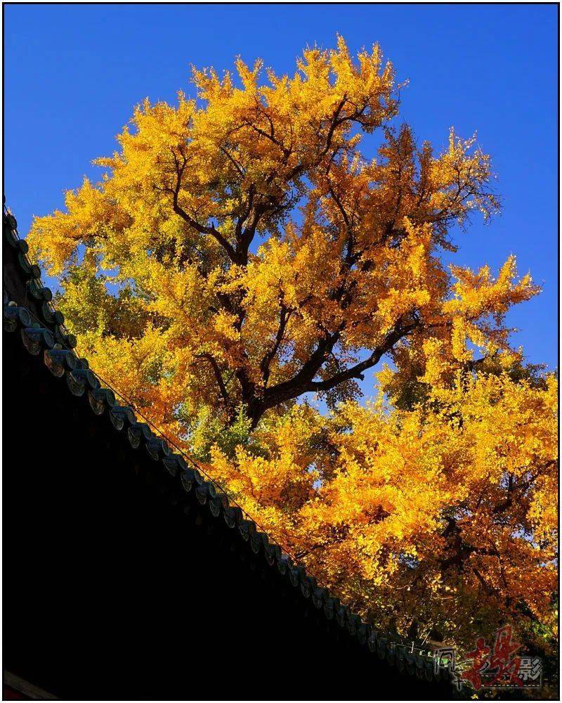 海淀秋美12景点_秋色_银杏树_公园