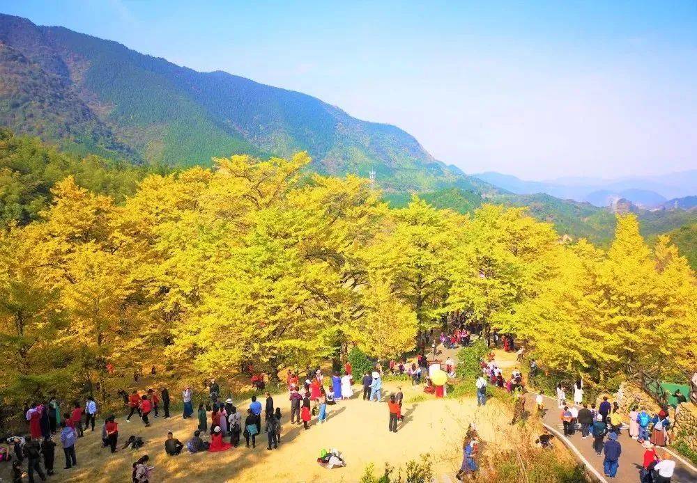 跨省·湘粤·金秋之旅纯玩3天——湖南永州·中国最美银杏村【桐子坳