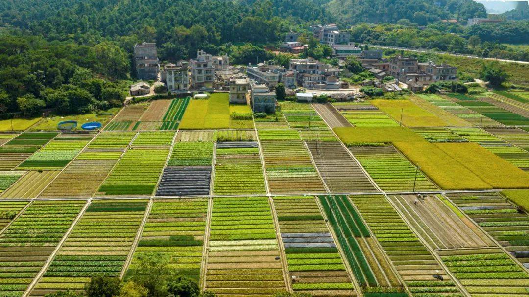 蔬菜_玉州区_种植