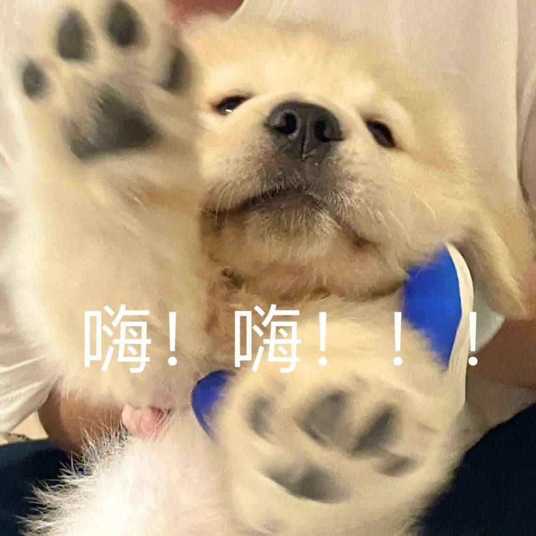 沙雕聊天表情包:不够再加_公众_因为_熊猫头