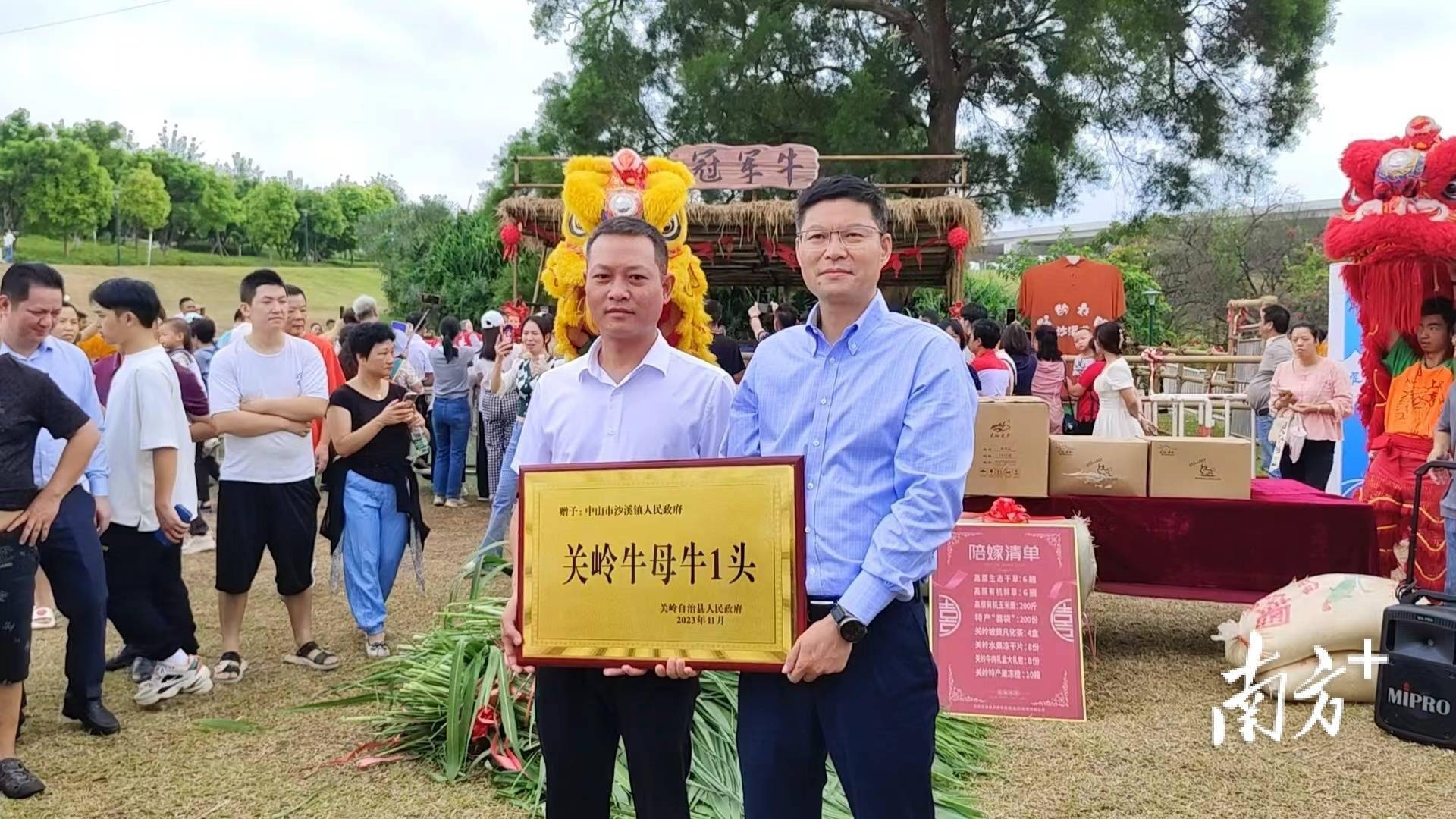 冠军牛"娶媳妇",中山沙溪"牵手"贵州关岭力推产业互动_母牛_群众_两地