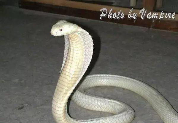 今日头条陕西女孩被毒蛇咬伤宁死不说种类最终丧命母亲翻看手机后发现