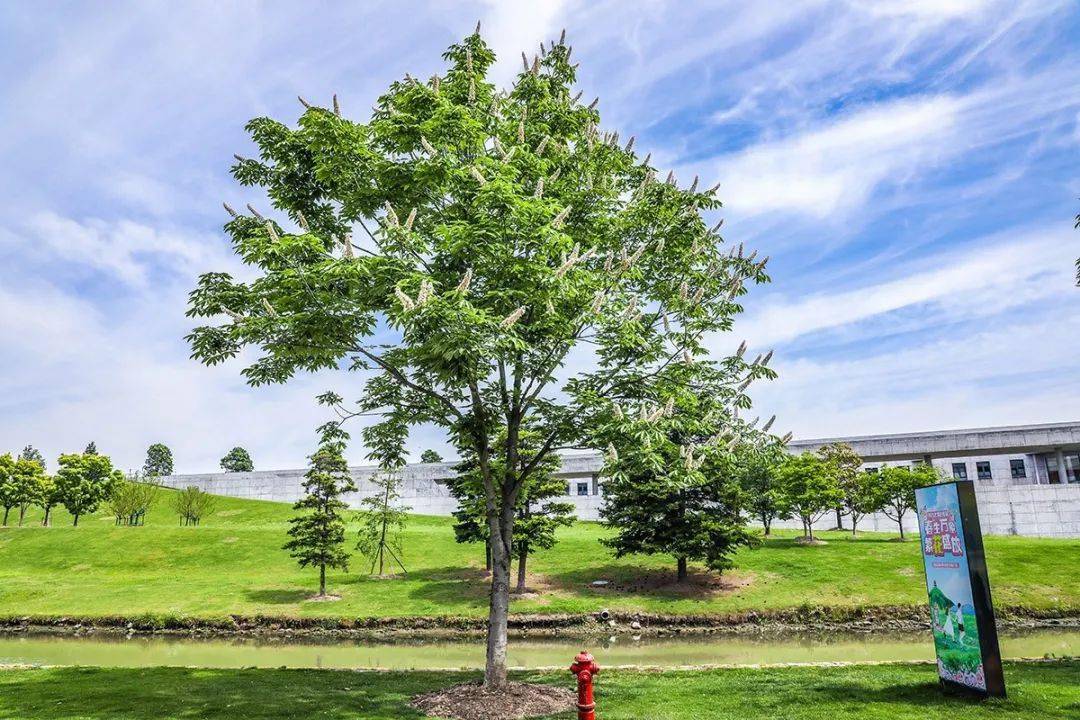 七叶树_板栗_马栗