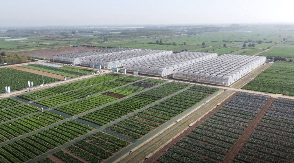 汉寿:蔬菜"鲜"出国门 年出口4.5万吨_加工_黄俊仁_产业