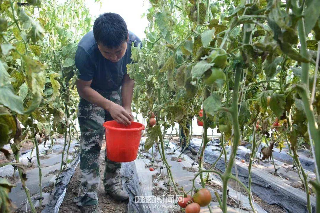 夏季时令果蔬喜获丰收｜龙江森工绿色森林果蔬飘香生“金”(图6)