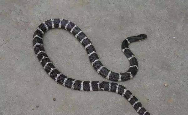 今日头条陕西女孩被毒蛇咬伤宁死不说种类最终丧命母亲翻看手机后发现