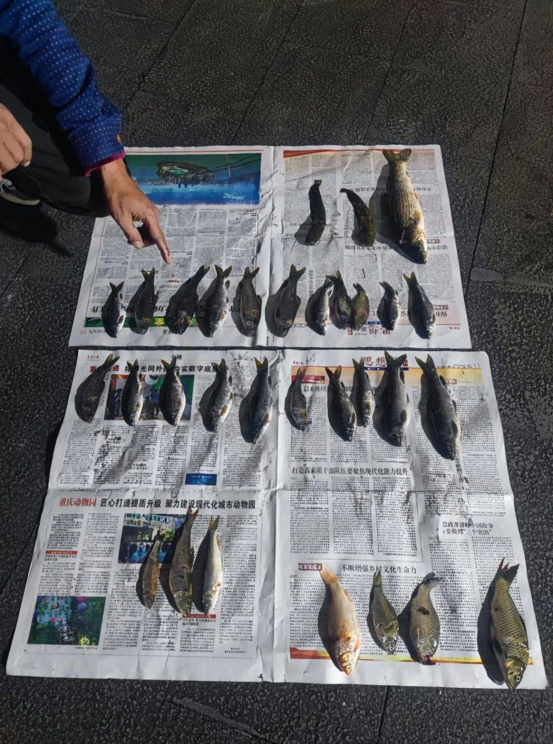 长江禁用渔具图片