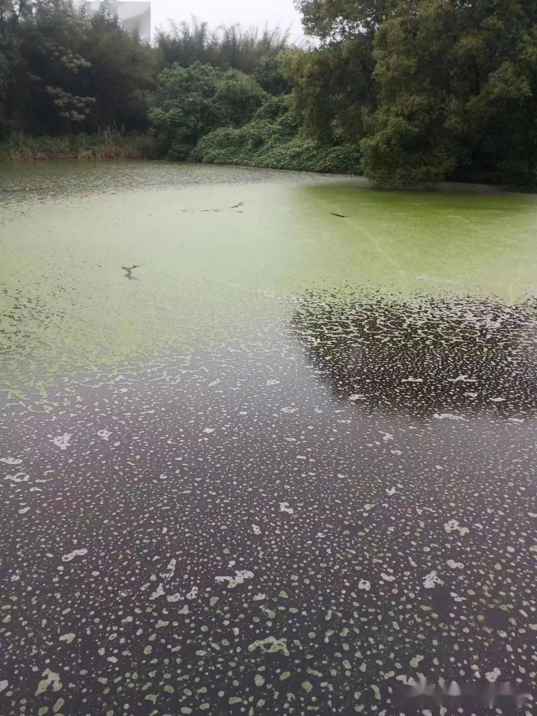太湖水体富营养化图片