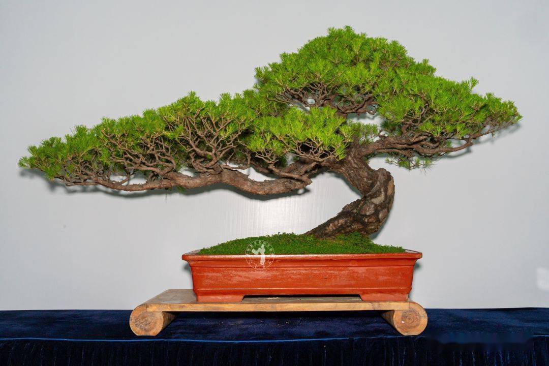 高110cm 黄岩再米根艺盆景园藏品"山涧有柏云在飞"真柏 高120cm