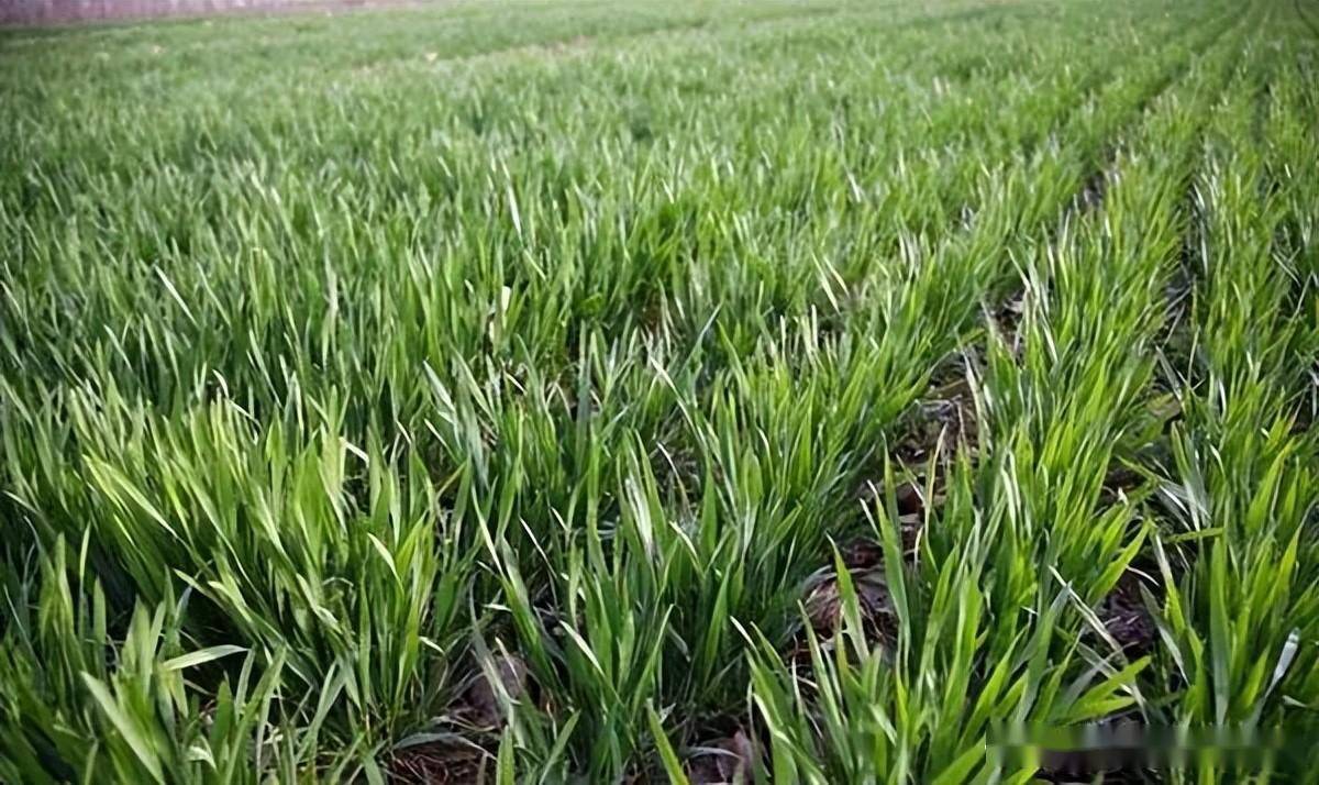 "疯长"小麦遇降温,防冻有妙招,帮你小麦安全越冬_进行时_麦田_土壤