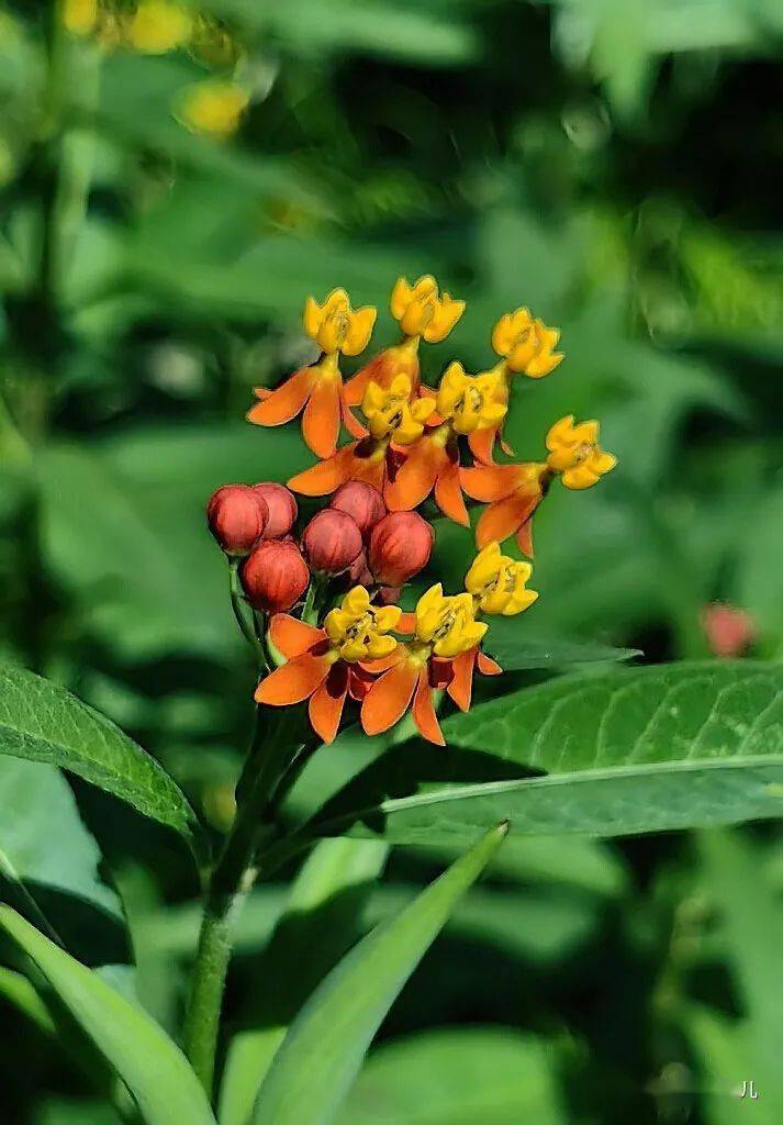 到处留情的马利筋_有毒_植物图鉴_中国