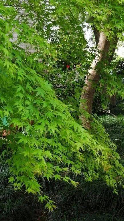 凤鸣:老鳏夫之五_朝梦彦_医生_病人