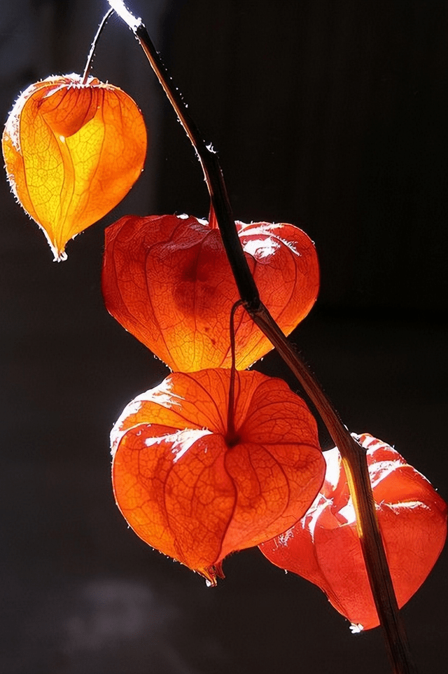 灯笼花图片真实图片