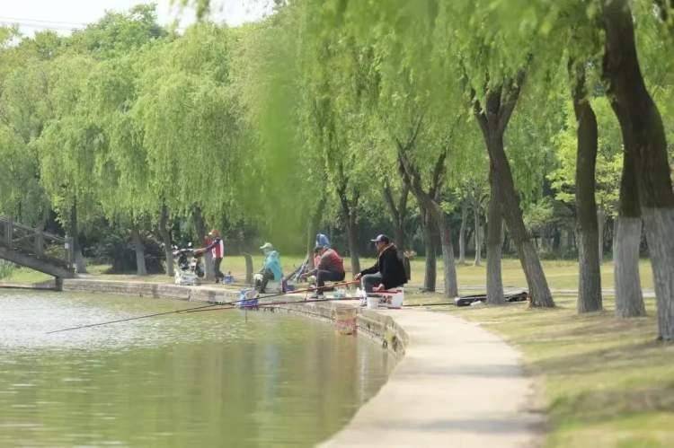 登高、骑行、赏花…… 捕捉松江秋日美景，这份旅游攻略请收下