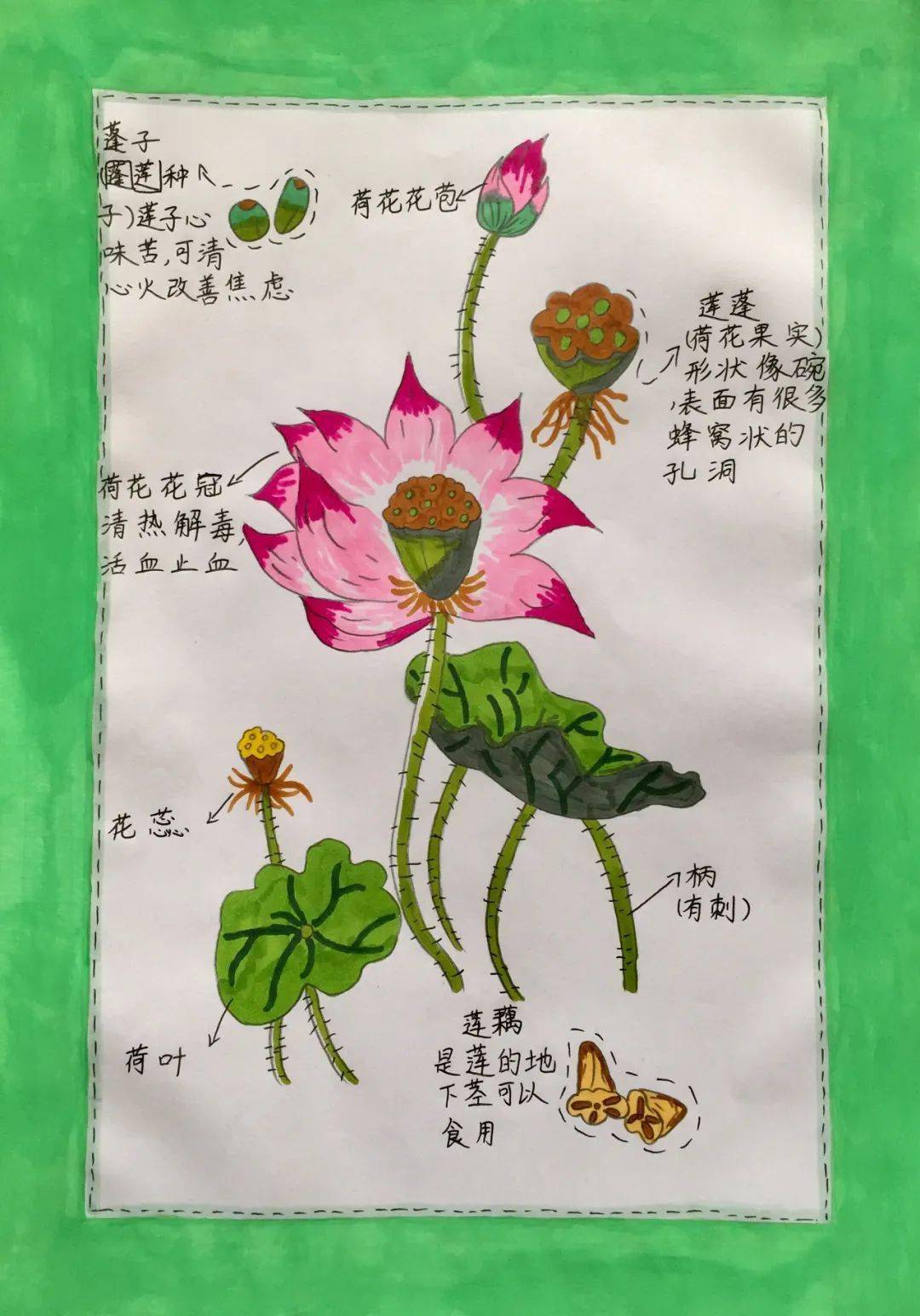 小学生植物画报示范图片