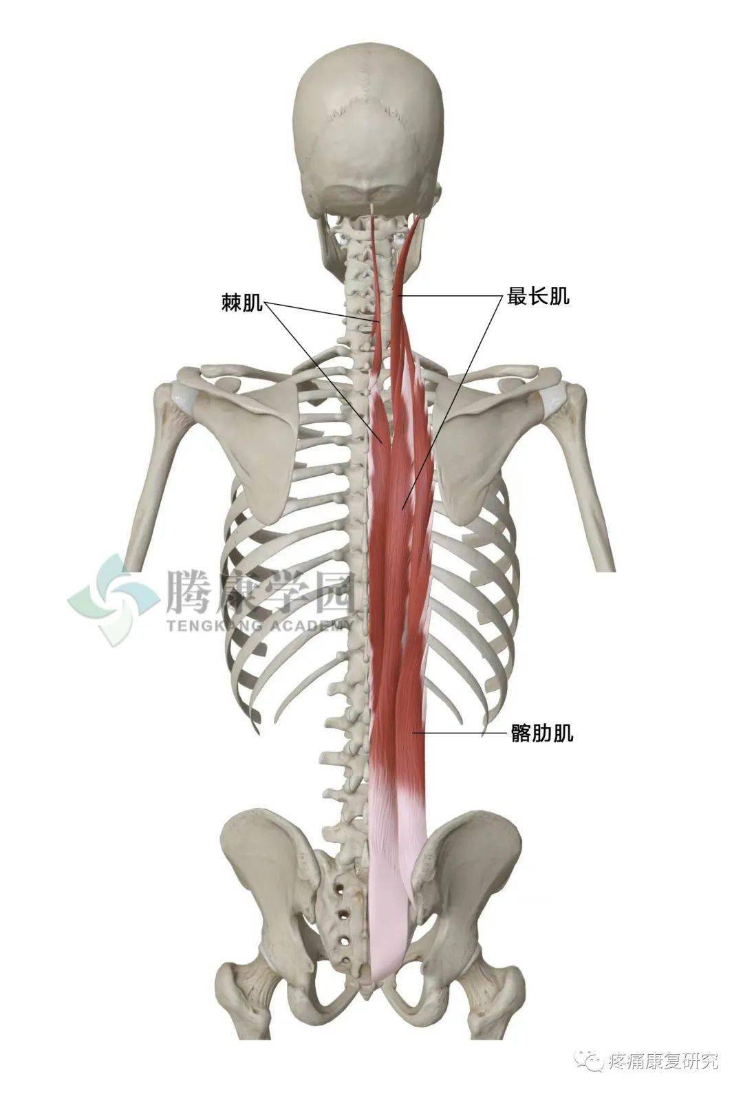 竖脊肌位于脊柱表层,包括最长肌,髂肋肌和棘肌