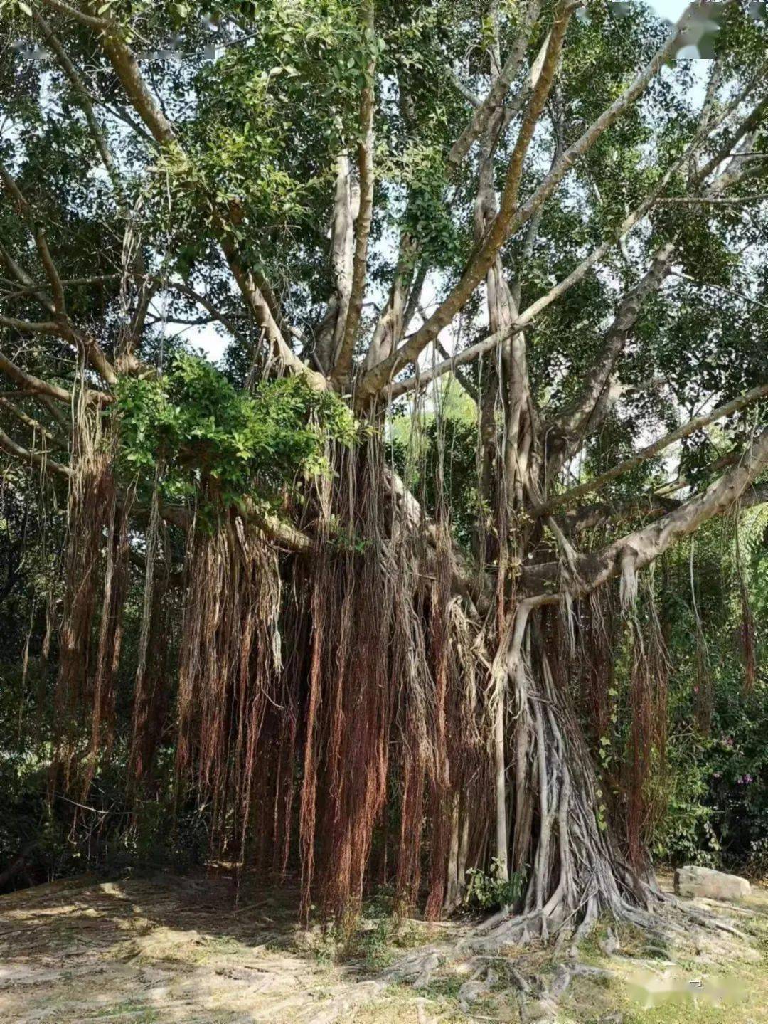 河岸边的榕树‖林笔顺(福建)