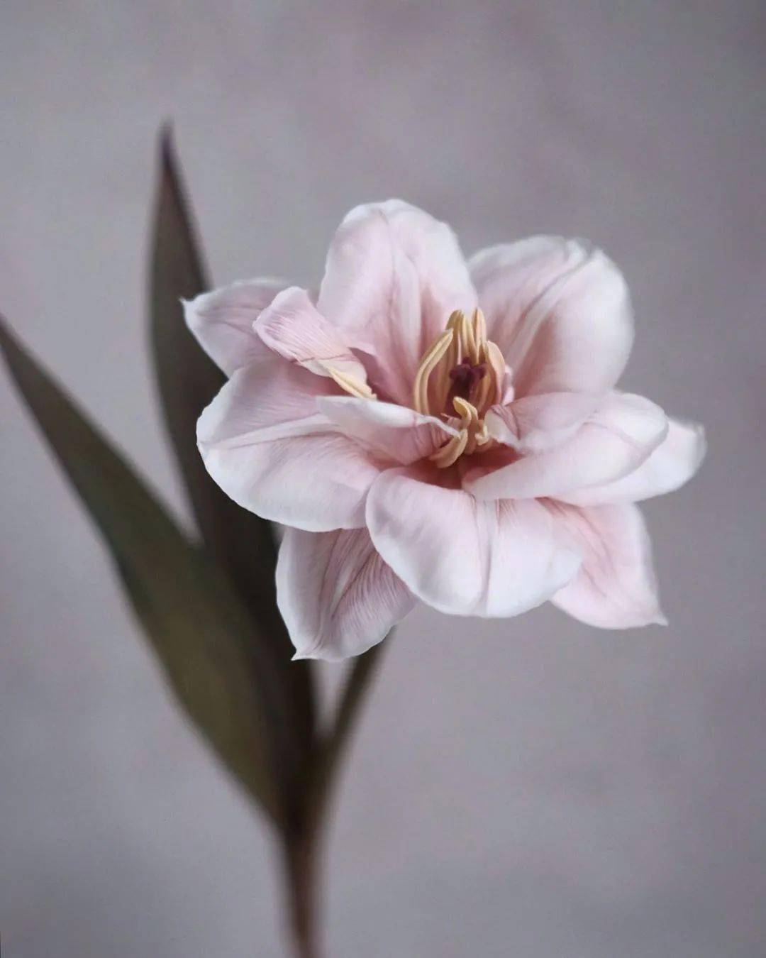 花的冷艳也这么美_花儿_来自_自然