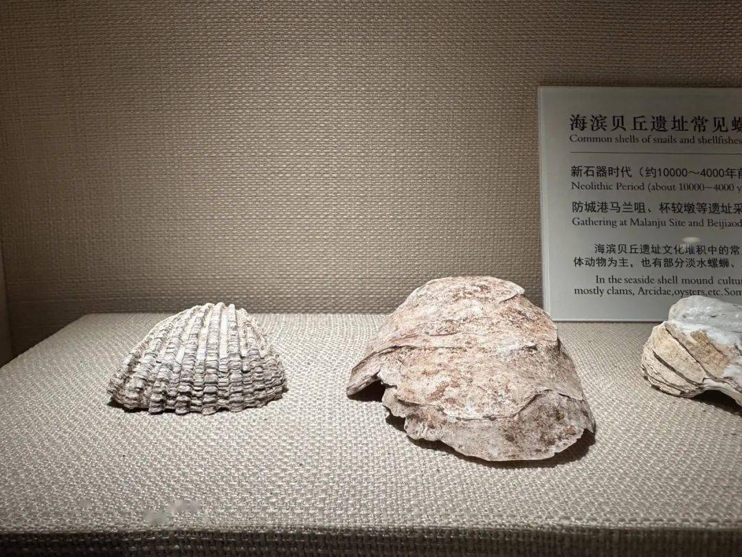 南宁这两位新晋"顶流"背后还有这些故事→_文化_贝丘_遗址