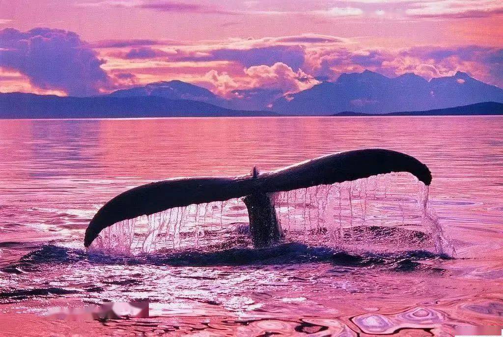 观鲸季!(新开ab团!时间可选~)_植物园_旅行_前往