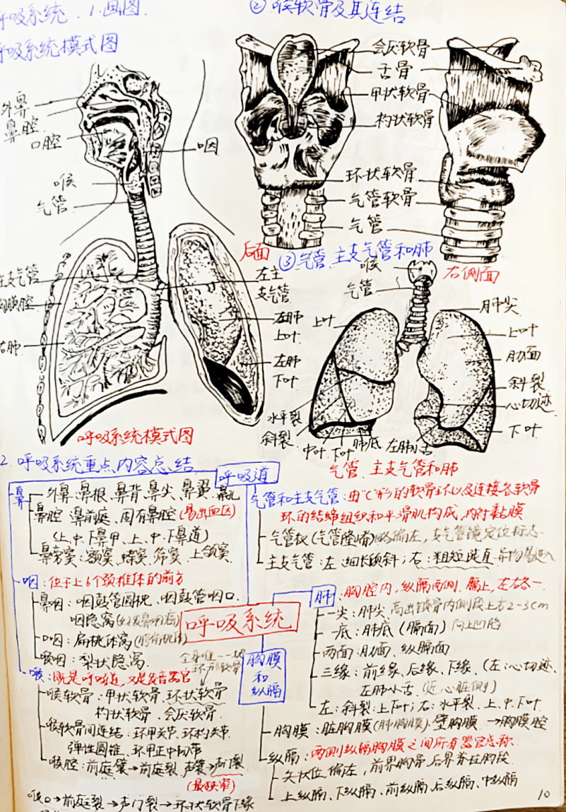 学在山中医|快来看学霸是怎么做笔记的(内含精美解剖图)_康复_解剖学