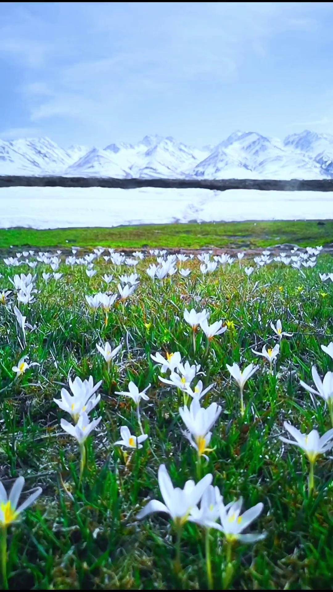 野百合又名顶冰花图片