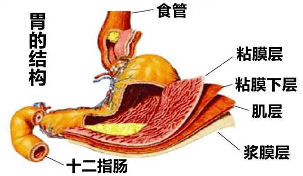 胃壁结构图手绘图片