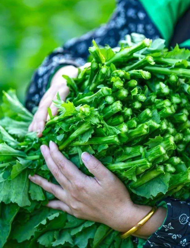 1000亩富硒油菜薹俏销_种植_崔家坝镇_全镇