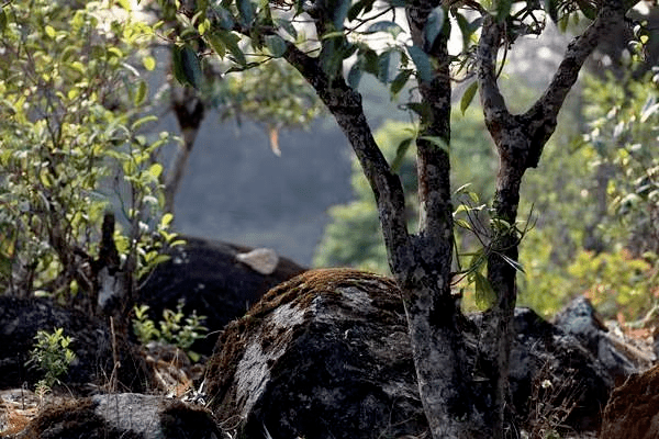云南野生古树红茶,一口"凤庆甜香",还原经典滇红味