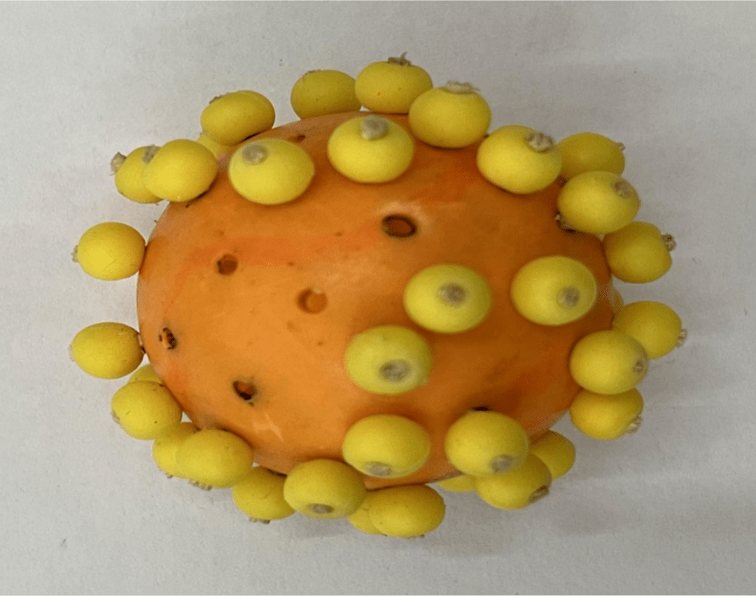 创意模型 巧手"生"物|恩施市第一中学高二年级生物模型制作大赛_作品