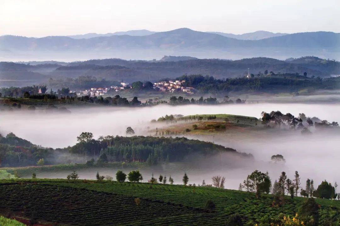 深入世界文化遗产——景迈山,与古茶专家一起探寻千年古茶林的奥秘!