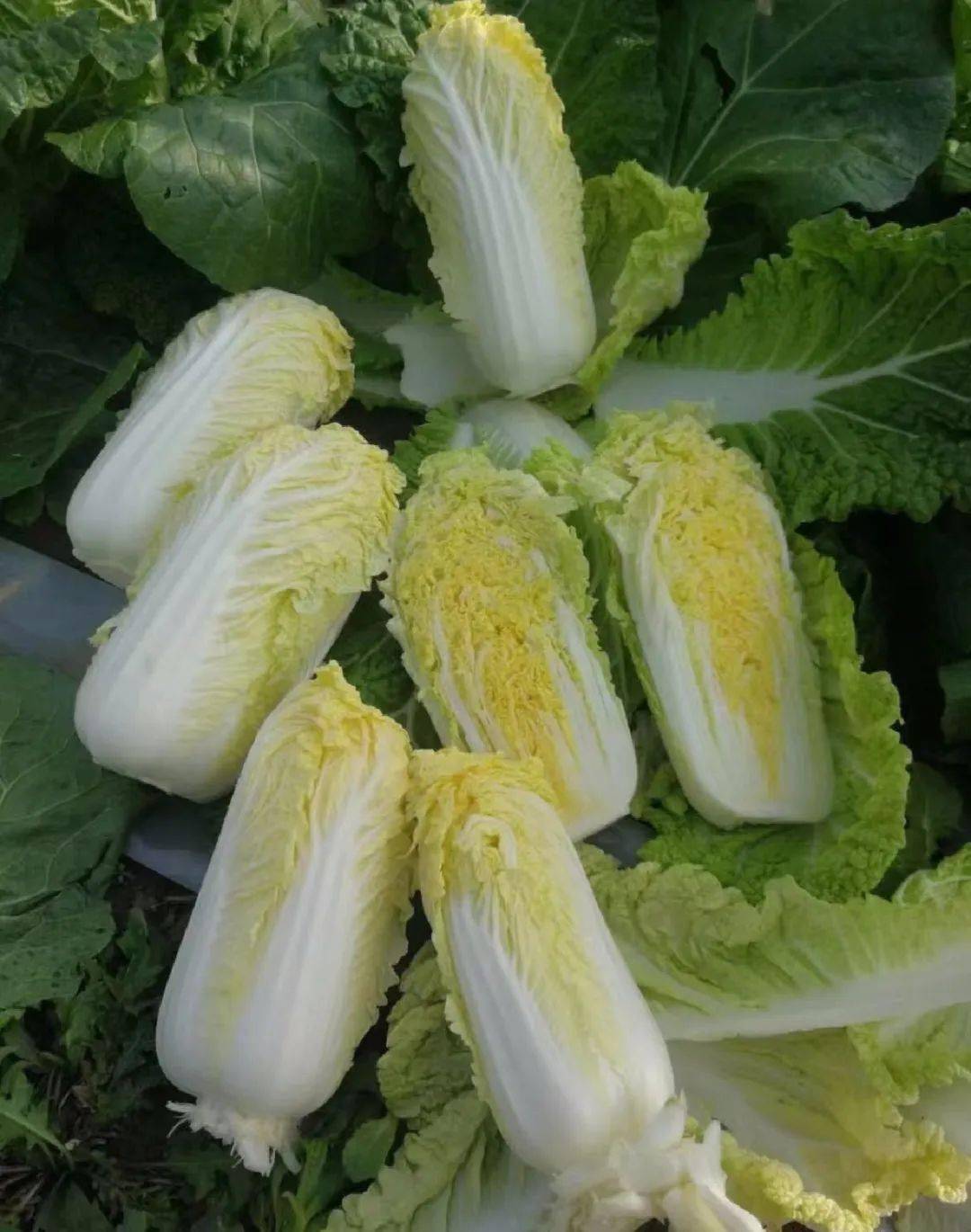 兰州是高原夏菜的主要种植区域,以娃娃菜,芹菜,西兰花等为主的蔬菜