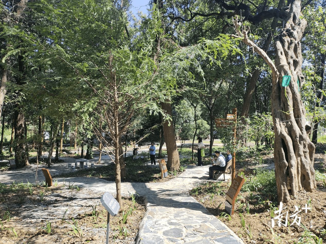 阳山杨梅镇建成首个古树主题公园,打造绿美生态建设"新名片"