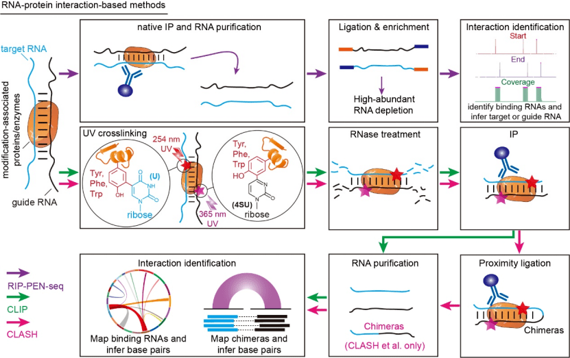 大規模解析rna指導rna修飾複合體中互作組的方法(3)rna指導的rna修飾