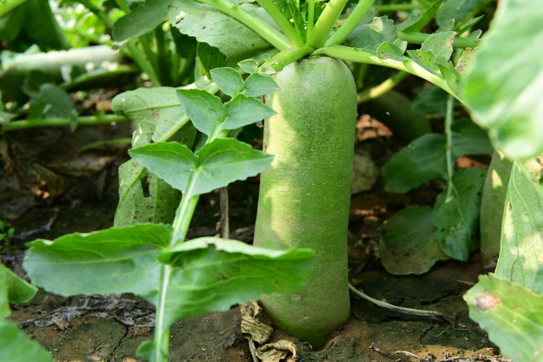 等不及了速来围观——"国礼沙窝 富硒瑰宝"第十六届沙窝萝卜文化旅游