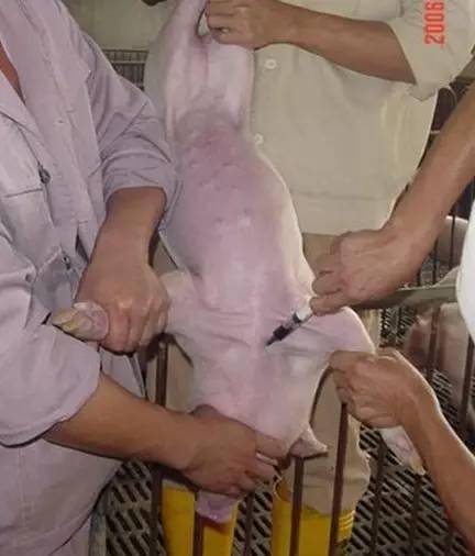 图2  母猪采血图1  公母猪保定猪的前腔静脉位于猪的颈部近身体中线