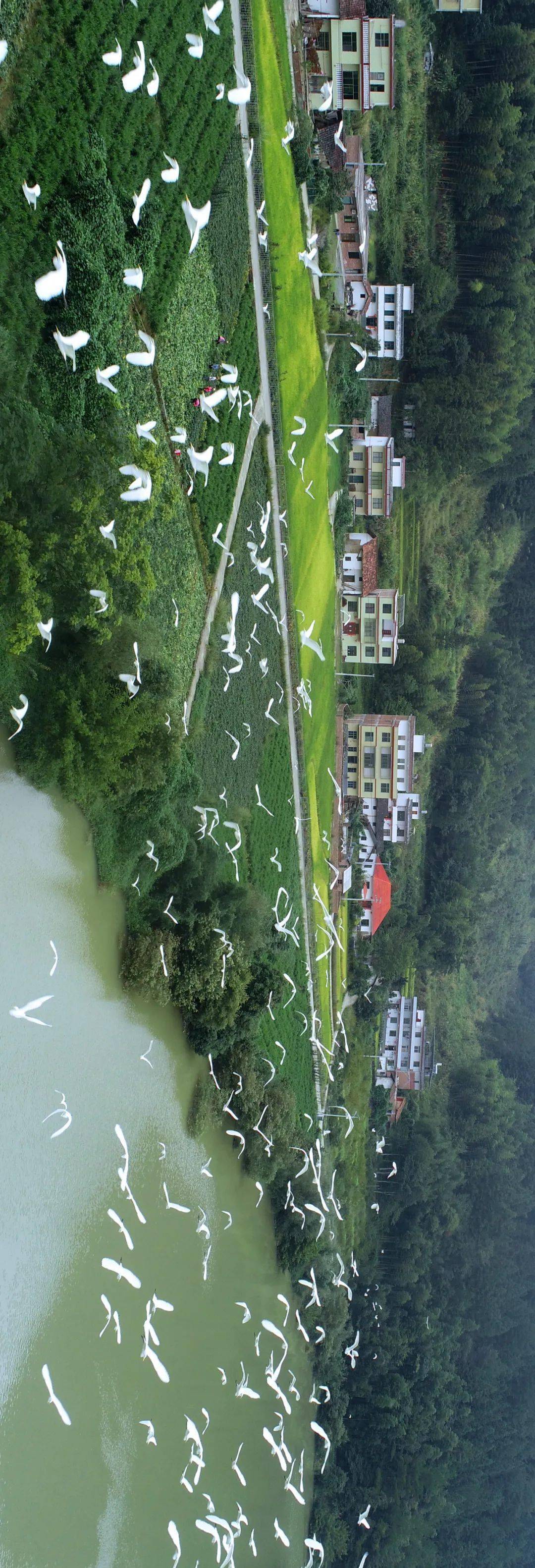 郴州桂东:这个湖南夏天最凉爽的地方,冬季更绝_候鸟_老代_鸟儿