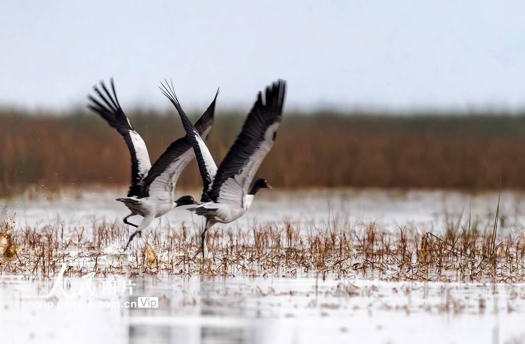 贵州威宁:千余只黑颈鹤飞抵草海越冬_自然保护区_图片_频道