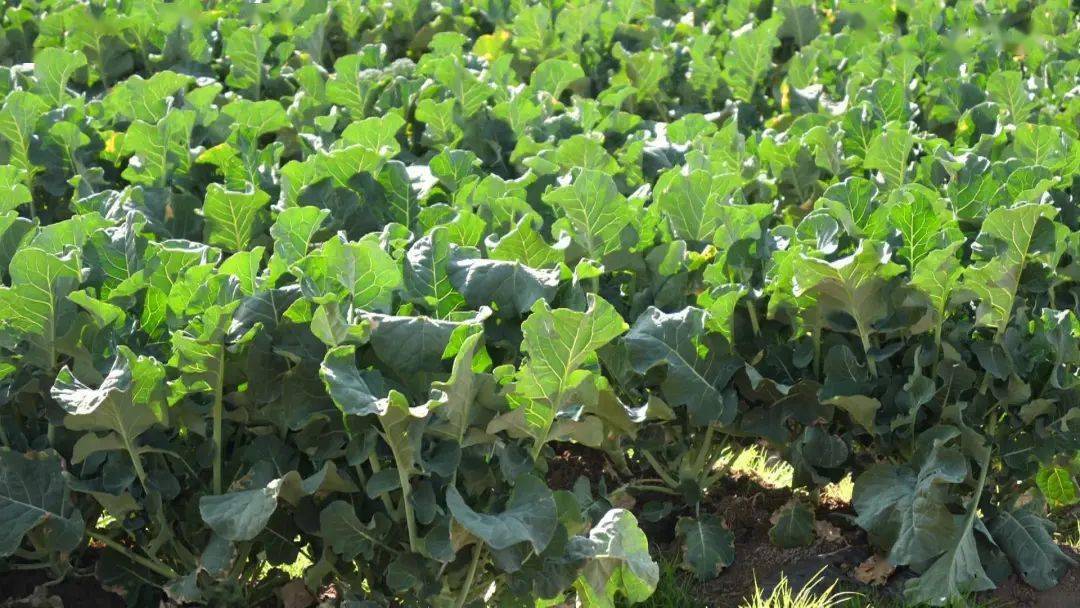 甜杆西兰苔:鹤庆高端蔬菜新名片_种植_辛屯镇_群众