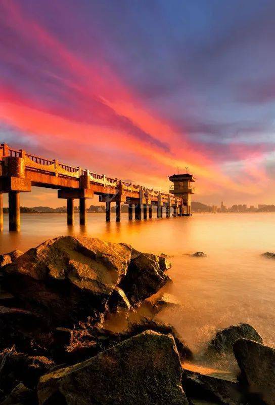 段中文/东莞图库沙田镇,穗丰年路与进港中路上怒放的异木棉.