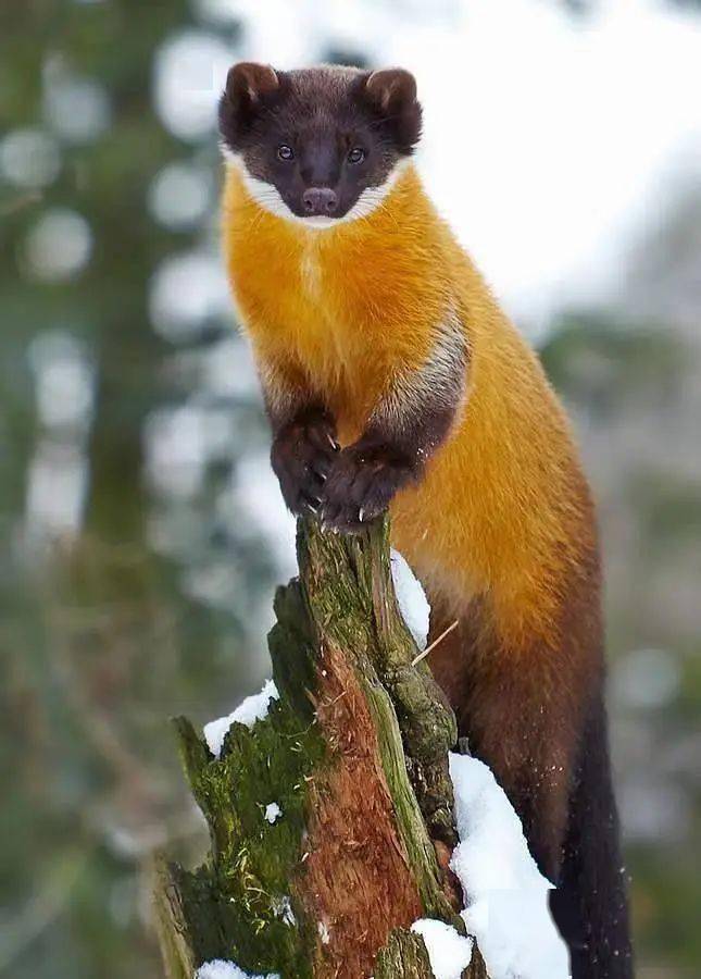 近日,宁夏云雾山国家级自然保护区发现国家二级保护野生动物黄喉貂,为