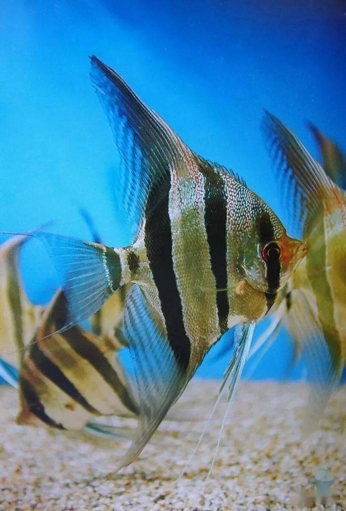 gzfish分享的埃及和红背埃及第五个作品来源 北京七彩在线第四个作品