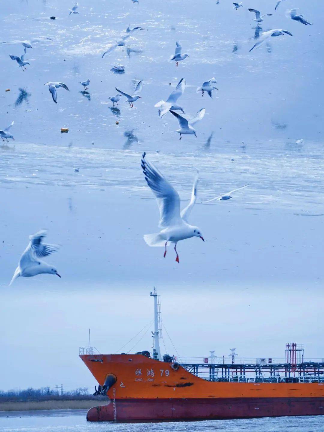 逛滨海【老码头】,看过境海鸥!_天津_塘沽_礁石
