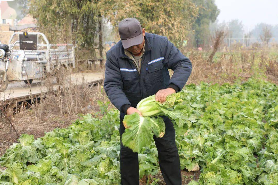 程国立双街镇花卉博览园农技师这一批大白菜长势不错,大约亩产能到1万