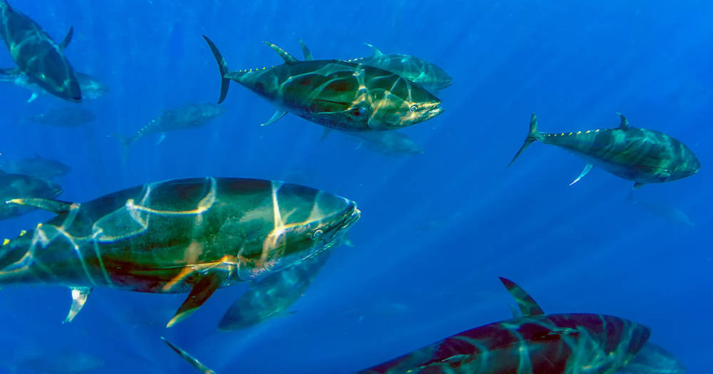 bluefin tuna ,缩写:abt)是体型庞大,游离范围广泛的大型海洋食肉动物